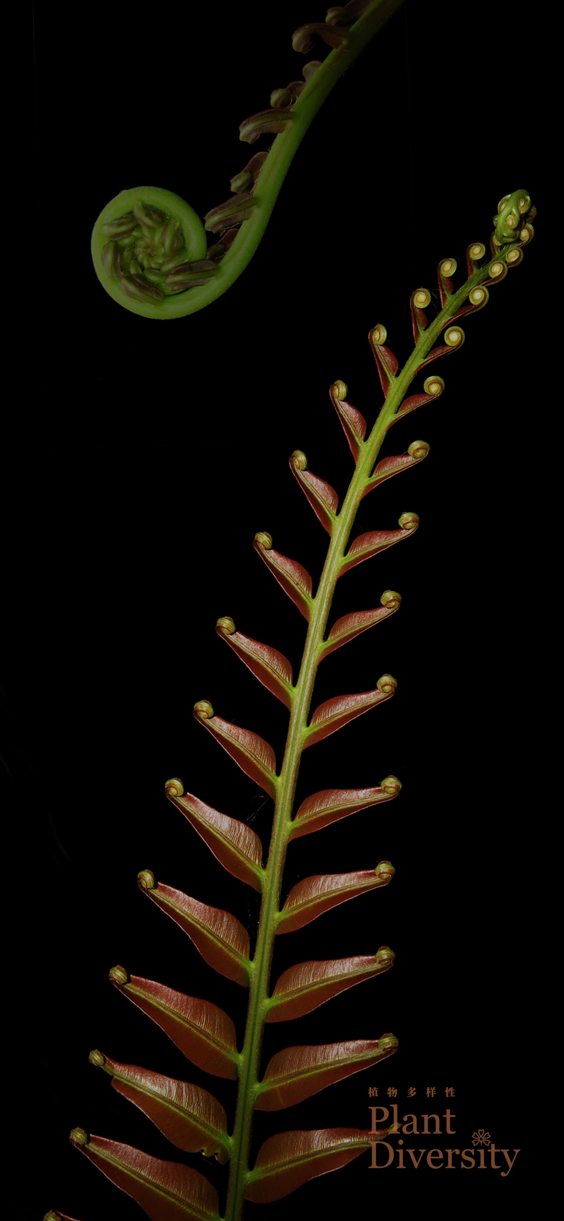 Wallpaper 2 for cell phone 2022_02_1125 X 2436